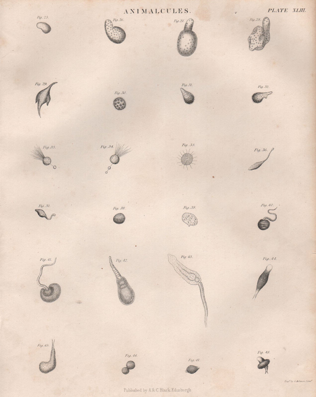 Animalcules. Protozoans 2. BRITANNICA 1860 old antique vintage print picture